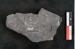 Foto (Detailansicht) von Thinnfeldia gracilis Ettingshausen (NHMW-GEO-2024-0188-10318)